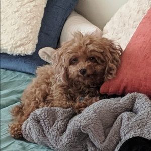 Meet your Posher, Nicole